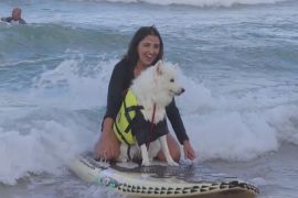 Змагання собак-серферів пройшли в Бразилії