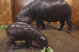 Дитинча карликового бегемота показали в зоопарку Франції