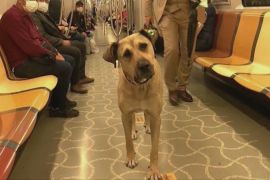 Бродячий собака став зіркою Стамбула, подорожуючи на метро і трамваях