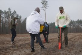 10 дерев за секунду: Україну планують озеленити