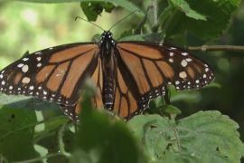 Мільйони метеликів-монархів прикрасили заповідник у Мексиці