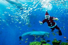 Санта-Клаус привітав дітей у Гватемалі й поплавав з акулою на Мальті