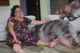 Жінка гадала, що купила карликову свиню, а та вже важить 250 кг