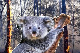 В Австралії готуються захищати коал від лісових пожеж