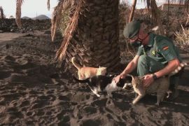 Поліція на острові Пальма годує покинутих напризволяще котів