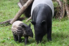 В Антверпенському зоопарку народився рідкісний тапір