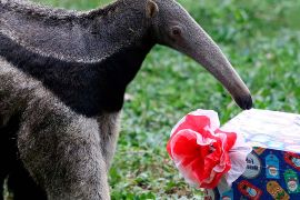 Різдвяне частування підготували для мешканців зоопарку в Колумбії