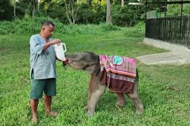 В Індії слоненят рятують від холодів