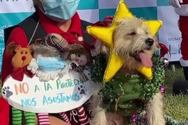 Найкраще різдвяне вбрання: конкурс для собак влаштували в Перу