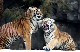 Одразу п’ять амурських тигренят радують гостей зоопарку в Південній Кореї