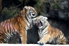 Одразу п’ять амурських тигренят радують гостей зоопарку в Південній Кореї