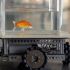 В Ізраїлі навчили водіння акваріумну рибку