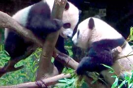 Панди-близнюки дебютують у зоопарку «Уено» в Токіо