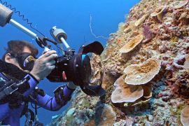 Один із найбільших у світі коралових рифів знайшли в Тихому океані