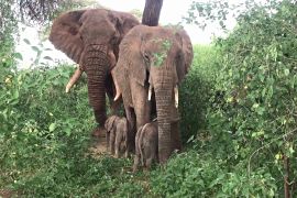 Рідкісні слоненята-близнюки народилися в Кенії