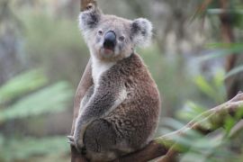 Австралія вкладе ще $35 млн у захист коал