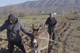 Албанські фермери працюють на ослах і мріють про трактори