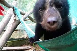 Притулок у Болівії рятує андських ведмедів та інших звірів