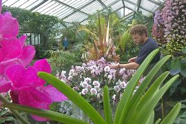 5000 орхідей прикрасили лондонську оранжерею