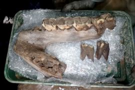 В Англії знайшли останки мамонта, носорога та гієни в одній печері