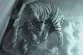 Рідкісні бенгальські тигренята народилися в зоопарку в Індії