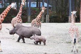 Маленький носоріг знайомиться з великими тваринами в зоопарку
