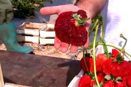 Рекорд Гіннеса: в Ізраїлі виросла найважчу ягоду полуниці у світі