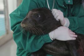 Дитинча рідкісного тюленя-ченця врятували й повернули в дику природу Греції
