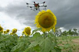 Виросло перше у світі соняшникове поле, яке посадив дрон