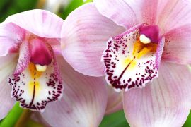 Місце для споглядання: тисячі орхідей розквітли в Нью-Йорку