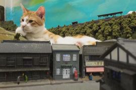 Коти-гіганти захопили кафе в Осаці