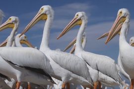 Пелікани приваблюють туристів на озеро в Мексиці