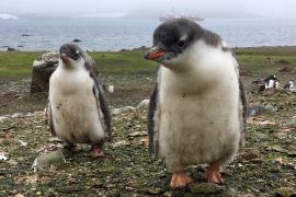 Австралія закупить дрони, щоб літати над пінгвінами