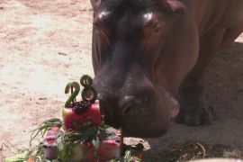 У зоопарку в Ріо відсвяткували 28 день народження бегемота