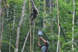 Індонезійка вісім років ходить у джунглі й годує гібонів