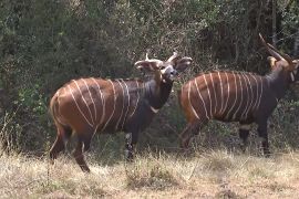 Урятувати бонго: в Африці рятують найрідкісніших у світі антилоп