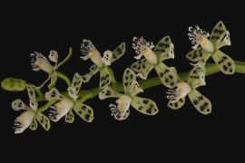20 нових видів орхідей виявили в Коста-Риці