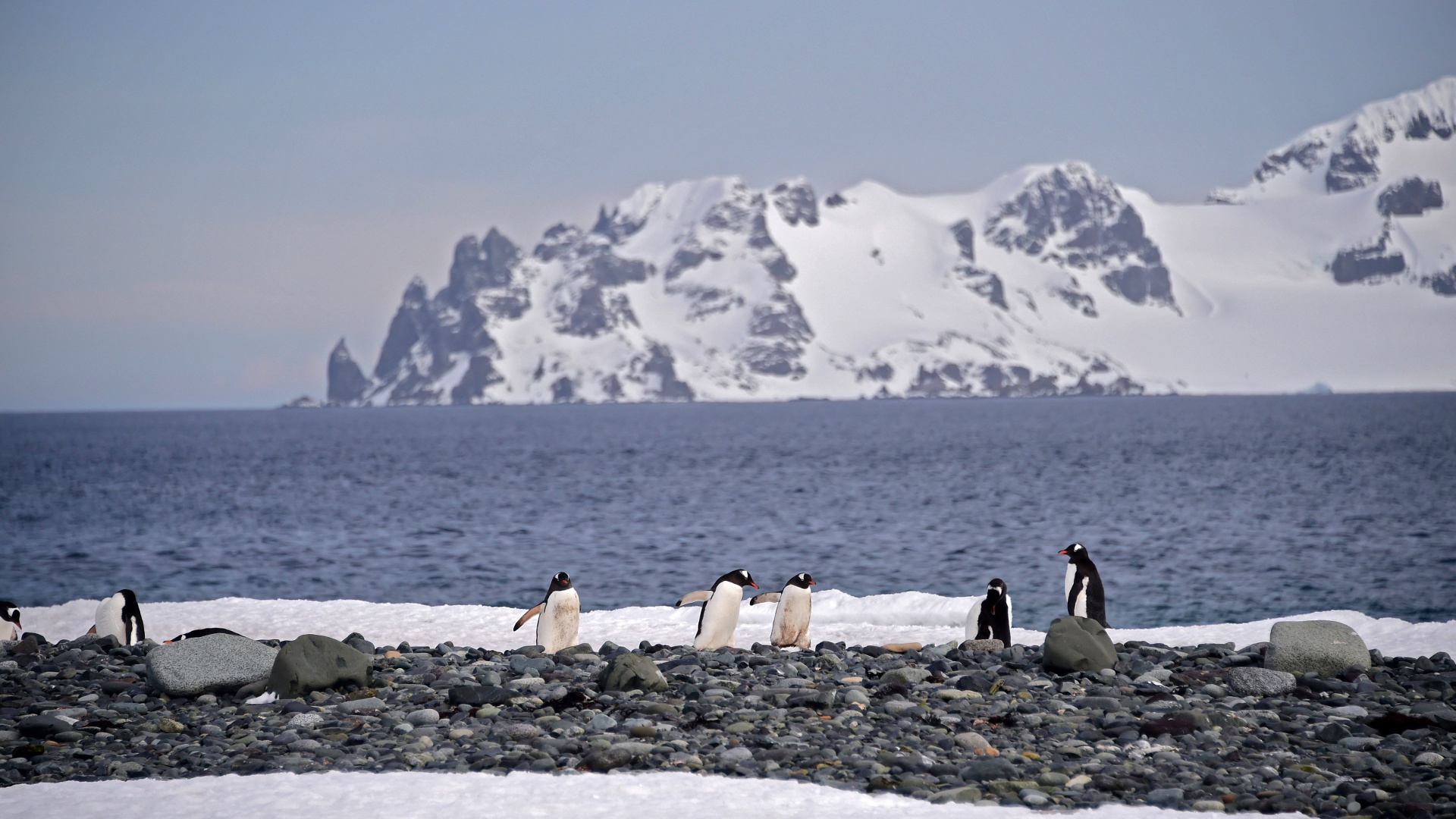 В середине 20 века антарктида для многих. Шетландские острова Антарктида. Penguin Южные Шетландские острова. Чилийская Антарктика. Острова Субантарктики.
