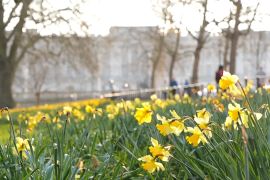 Мільйон нарцисів цвіте в найстарішому парку Лондона