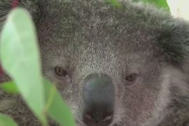 У зоопарках Австралії вчать жити в гармонії з коалами