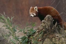 Як у Гімалаях: нове житло для малих панд і снігових барсів у Дублінському зоопарку