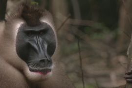 Рідкісні мавпи виду дрил знайшли захист у заповіднику на півдні Нігерії