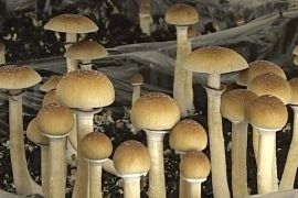 Галюциногенні гриби допоможуть проти депресії?