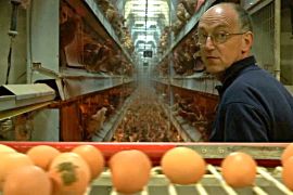 Яєчна криза: перед Великоднем у світі злетіли ціни на яйця