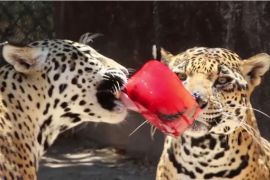 Крижане частування й грязьові ванни: як звірі в мексиканському зоопарку переживають спеку