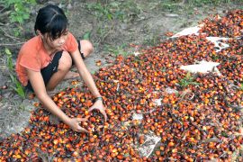 Індонезія припиняє експорт пальмової олії