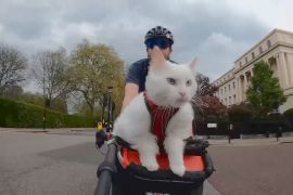 Кішка, яка гуляє на велосипеді, стала зіркою Лондона та інтернету