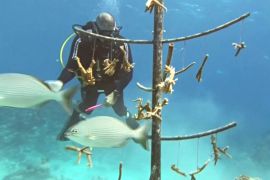 Кубинські дайвери вирощують корали, щоб урятувати рифи