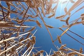 Індія зменшує експорт пшениці
