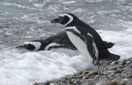Рідкісні пінгвіни повернулися на волю в Аргентині